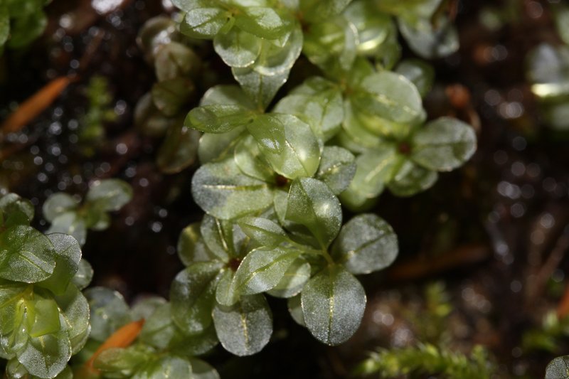 Naked Rhizomnium Moss