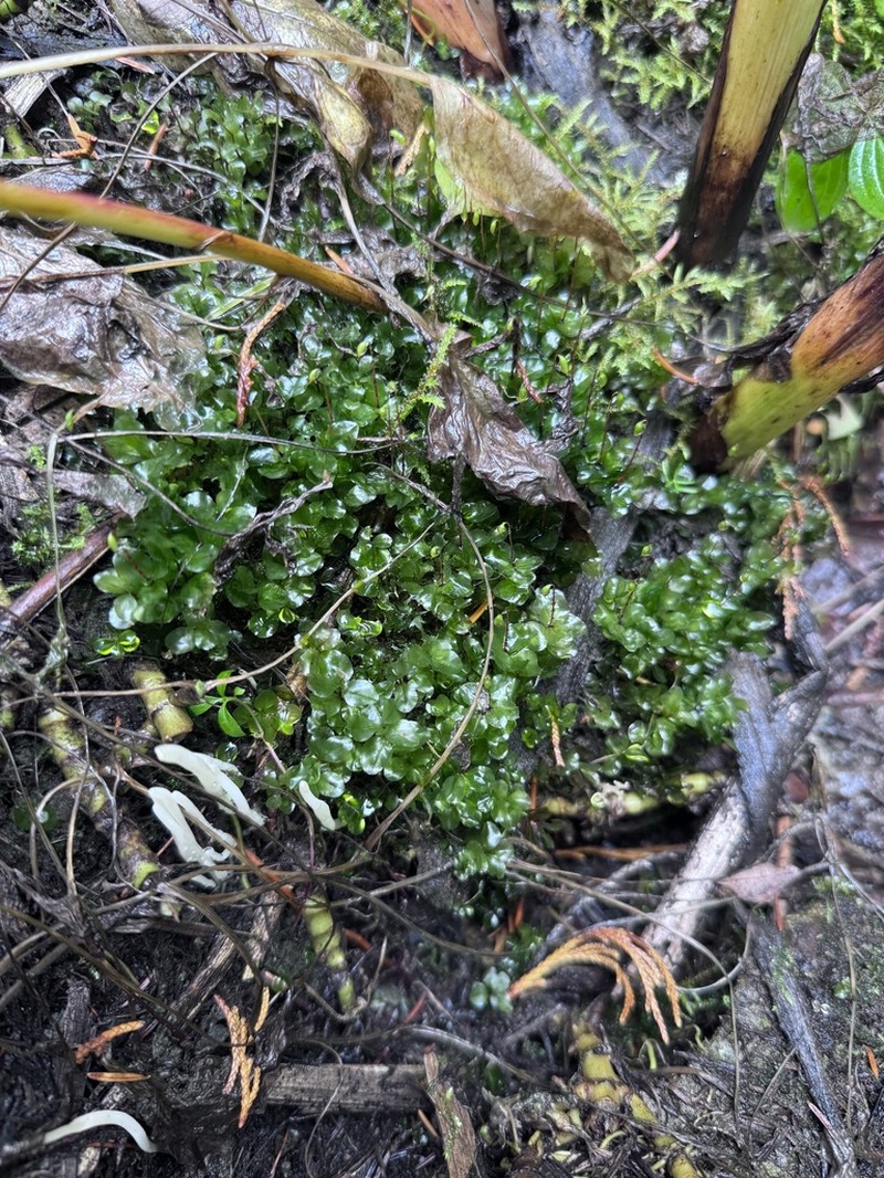 Naked Rhizomnium Moss