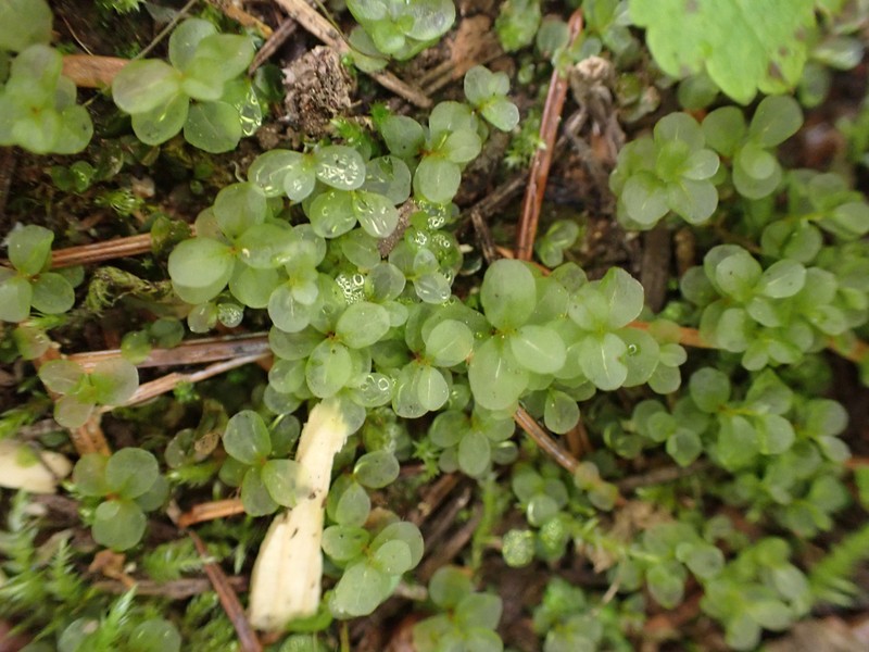 Naked Rhizomnium Moss photo 2