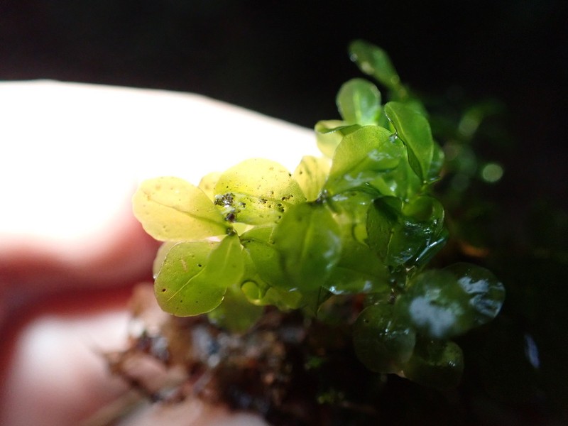 Naked Rhizomnium Moss photo 3