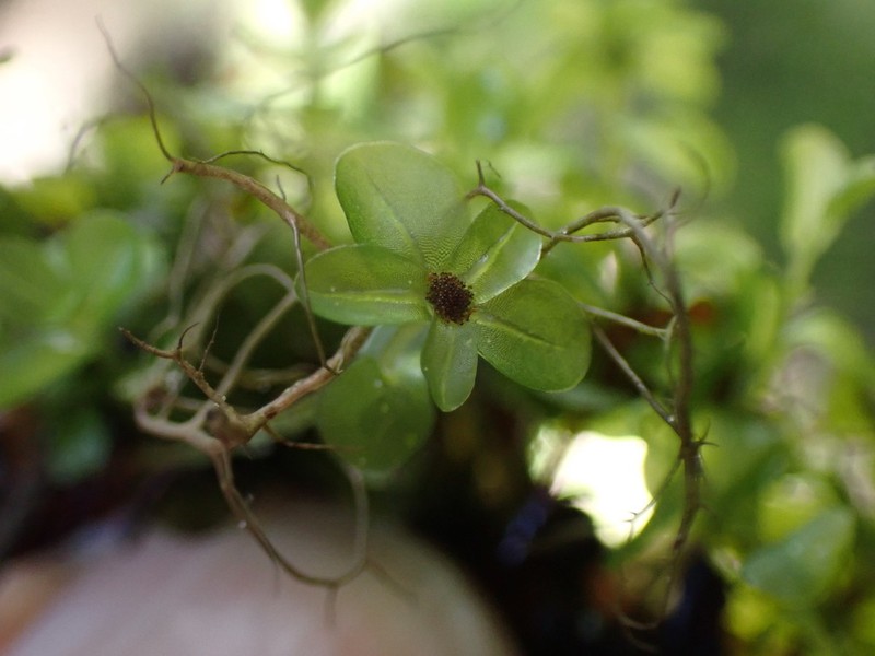 Naked Rhizomnium Moss photo 4