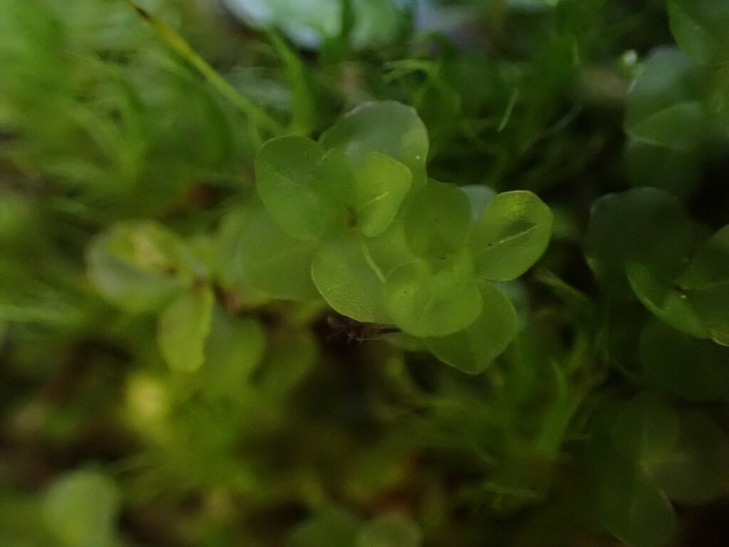 Naked Rhizomnium Moss photo 5