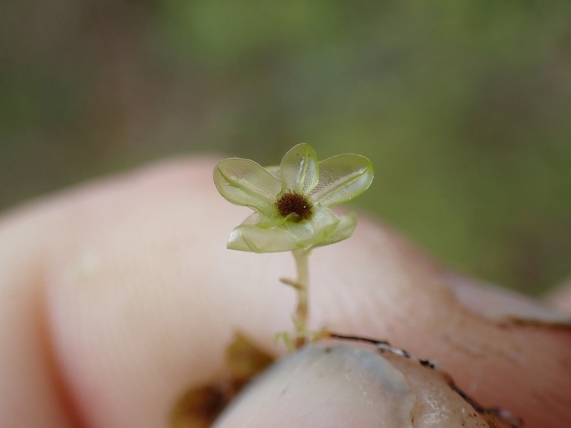 Naked Rhizomnium Moss photo 6