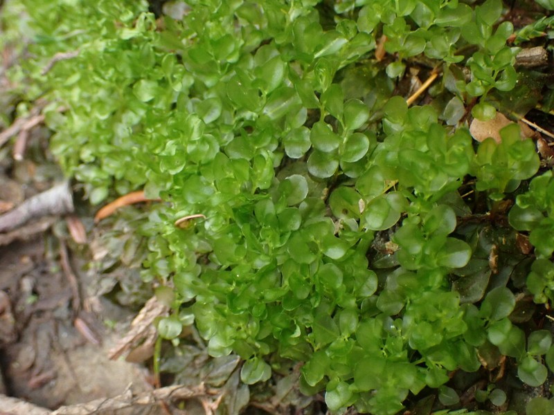 Naked Rhizomnium Moss photo 7