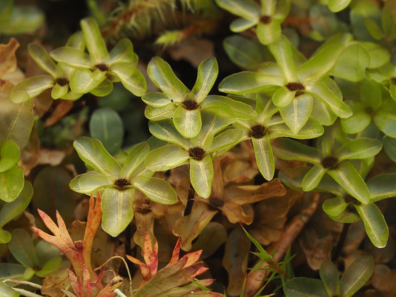 Naked Rhizomnium Moss photo 8