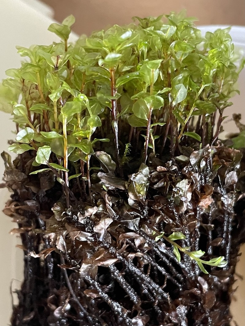 Rhizomnium Moss