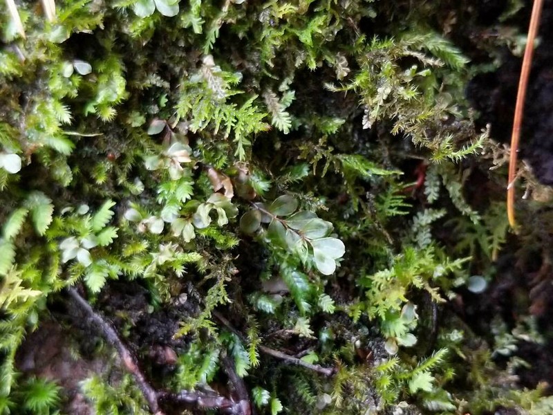 Rhizomnium Moss photo 2