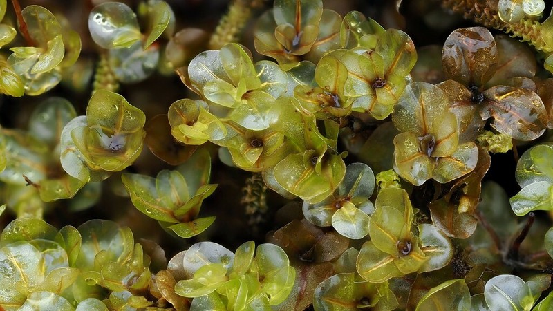 Rhizomnium Moss photo 3