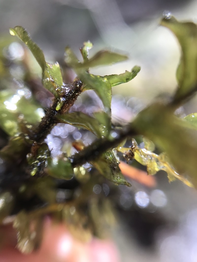 Rhizomnium Moss photo 4