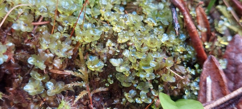 Rhizomnium Moss photo 5