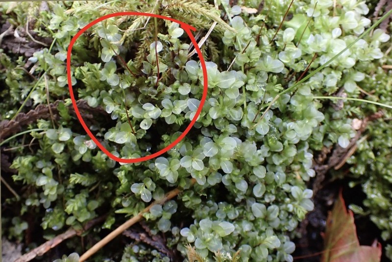 Rhizomnium Moss photo 6