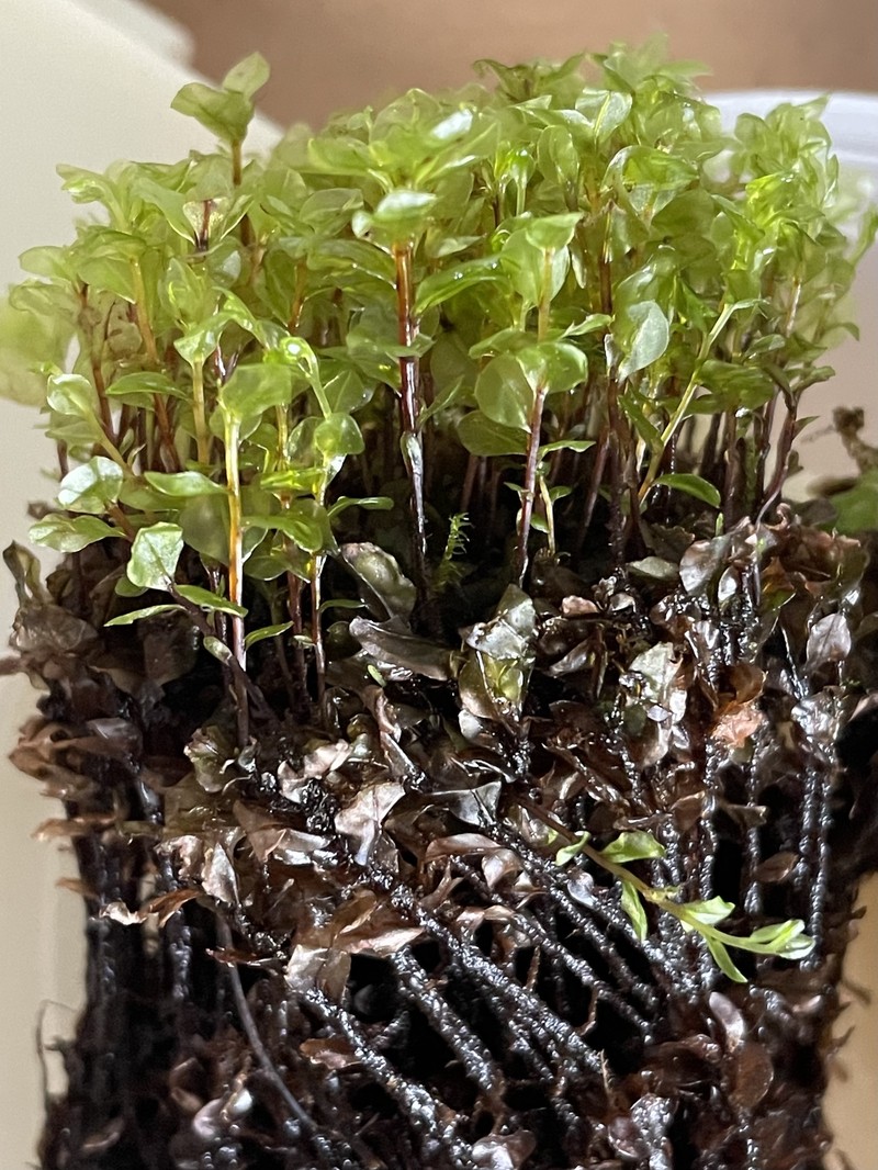 Rhizomnium Moss photo 7
