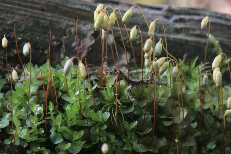 Rhizomnium Moss