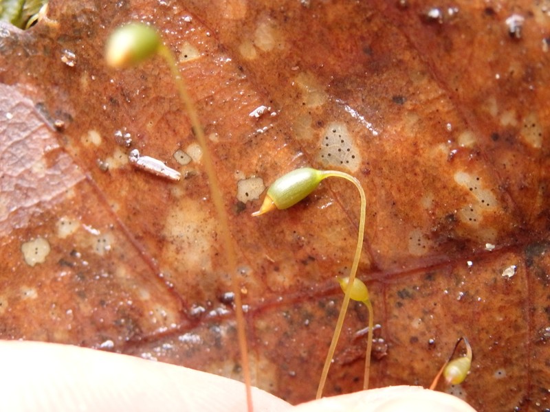 Rhizomnium Moss photo 2