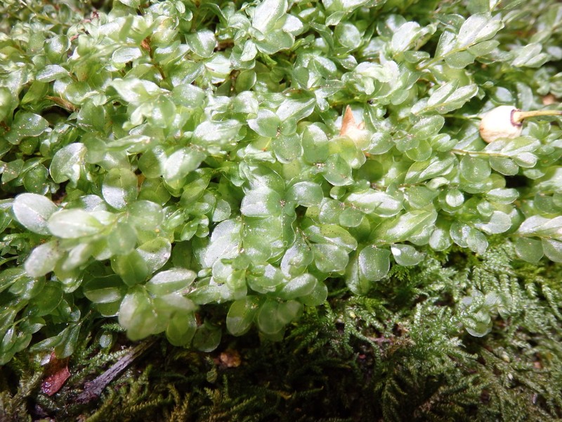 Rhizomnium Moss photo 3