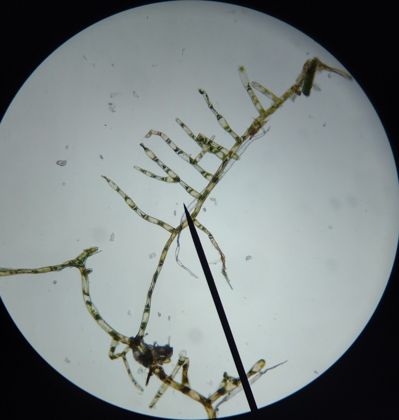 Rhizomnium Moss photo 3