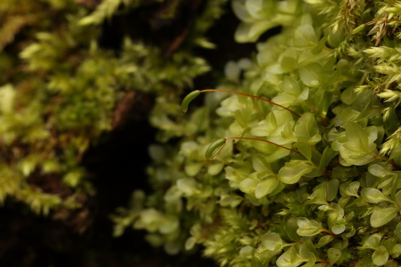 Rhizomnium Moss photo 4
