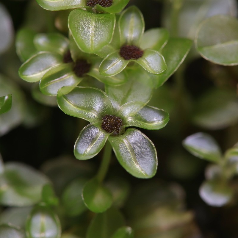 Rhizomnium Moss photo 5