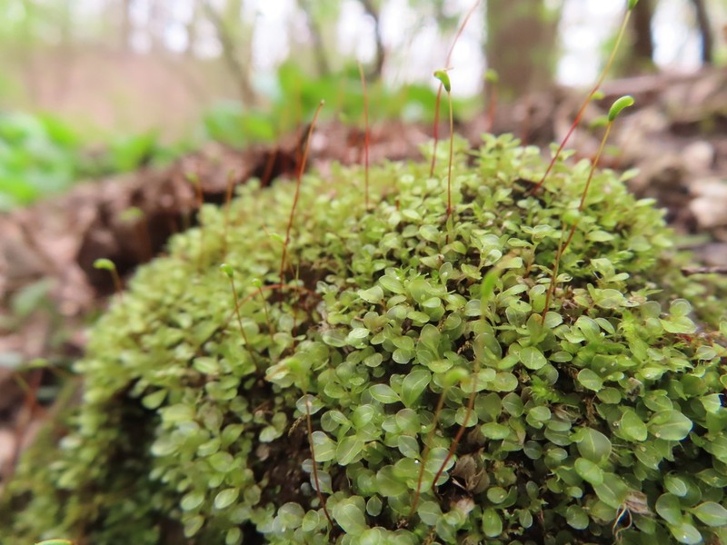Rhizomnium Moss photo 6