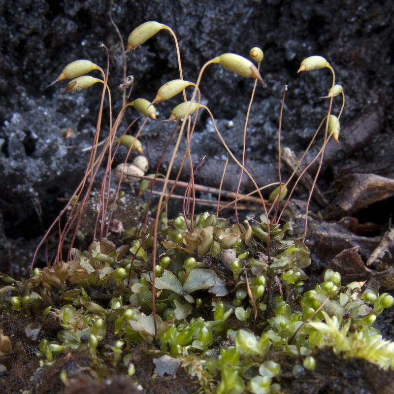 Rhizomnium Moss photo 8