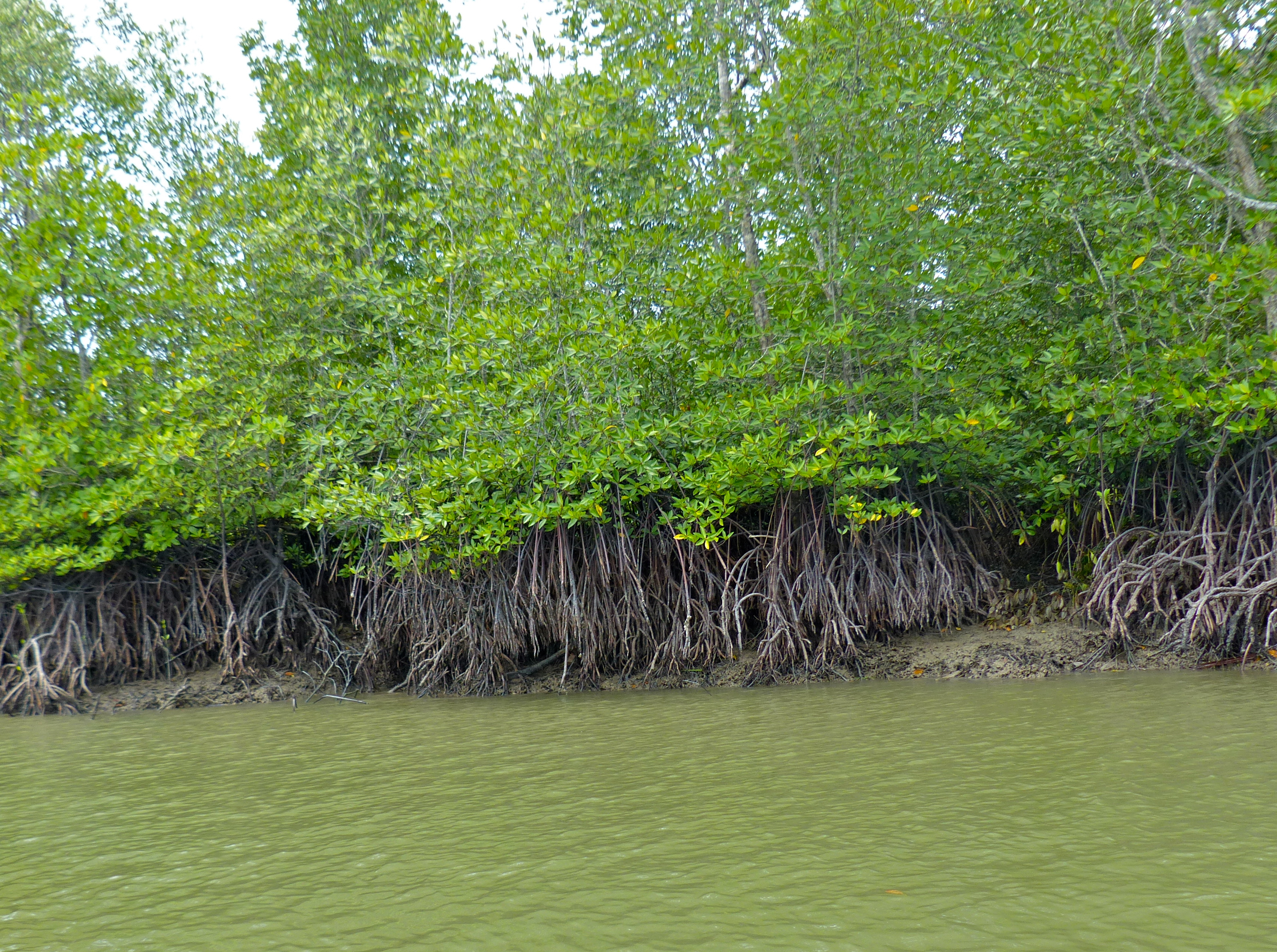 Mangrove photo 5