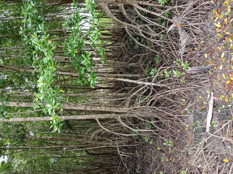 Mangrove photo 2