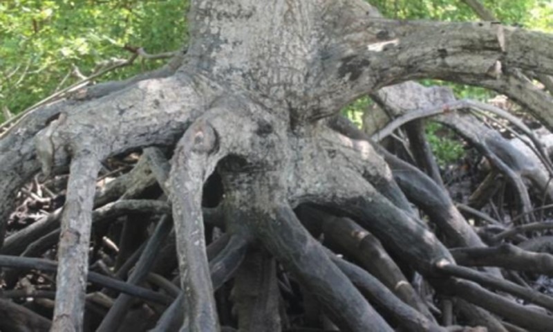 Mangrove photo 3