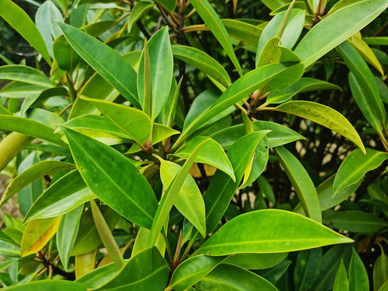 Mangrove photo 6