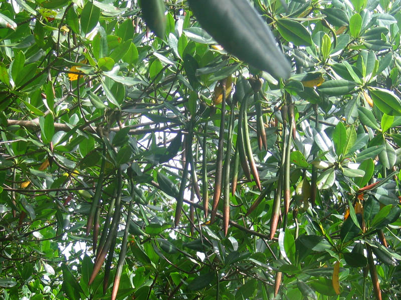 Red Mangrove photo 5