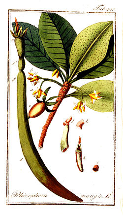 Red Mangrove
