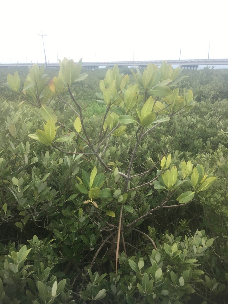 Red Mangrove photo 5