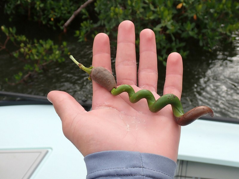 Red Mangrove photo 6