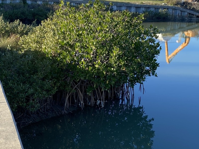 Red Mangrove photo 7