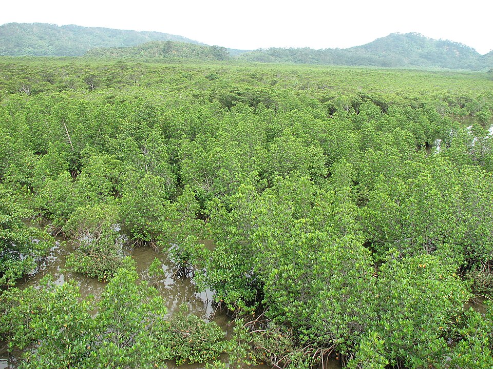 Asiatic Mangrove photo 4