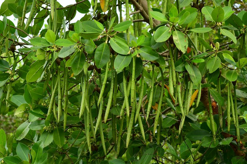Asiatic Mangrove photo 6