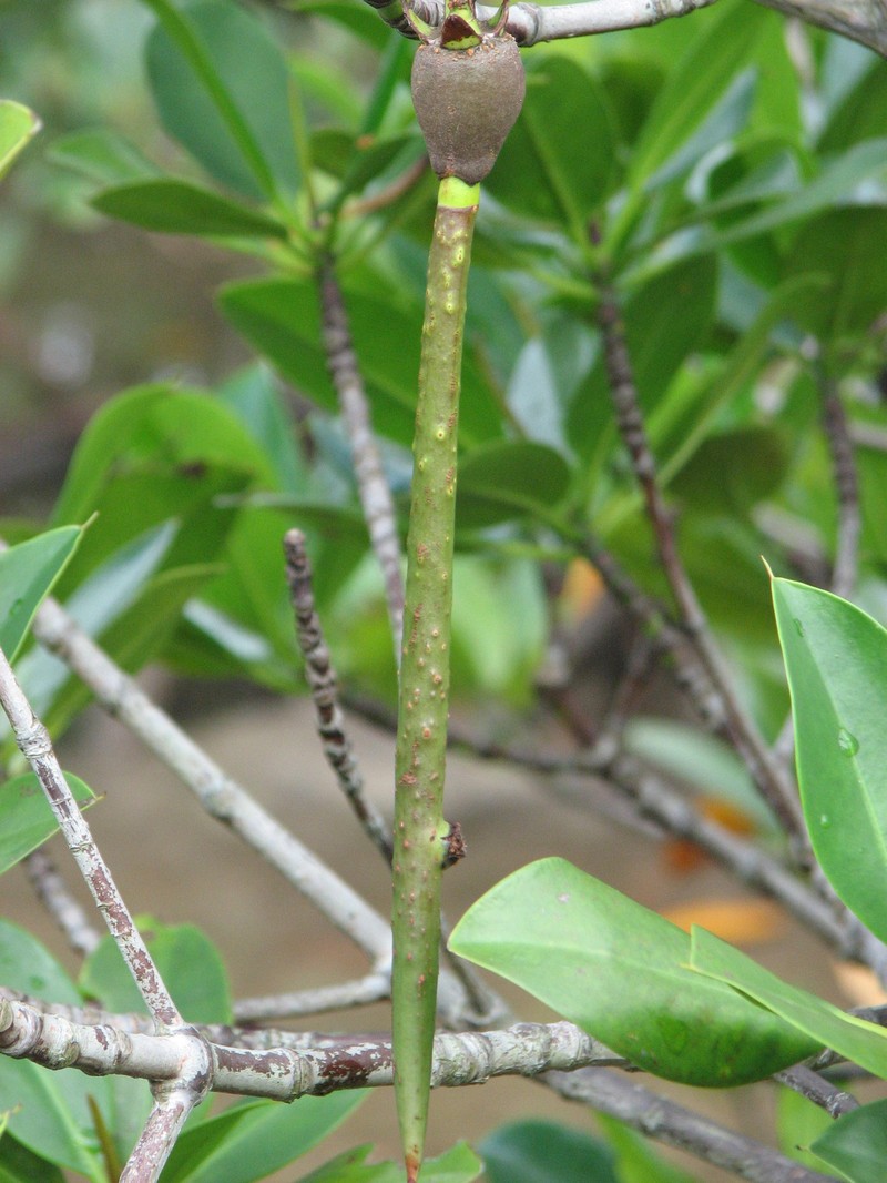 Asiatic Mangrove