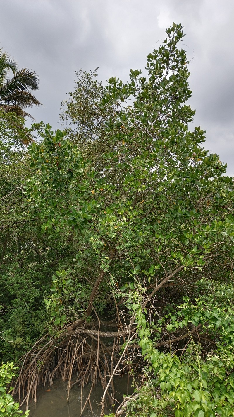 Asiatic Mangrove photo 2