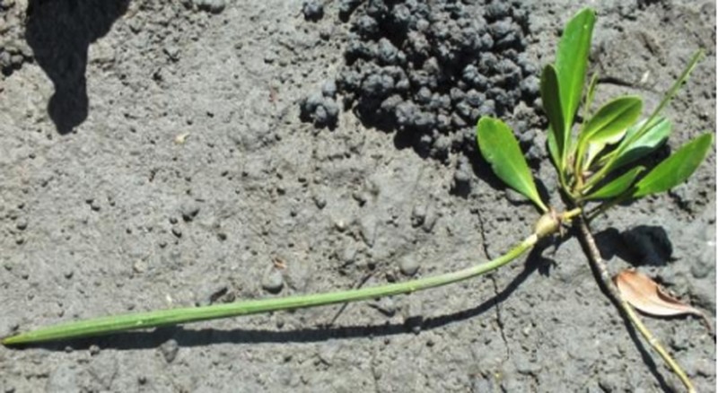 Asiatic Mangrove photo 3