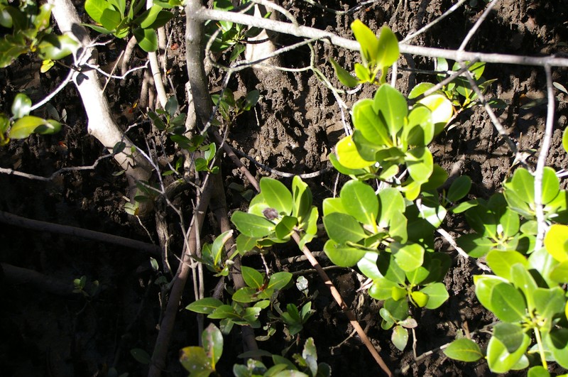 Small Stilted Mangrove