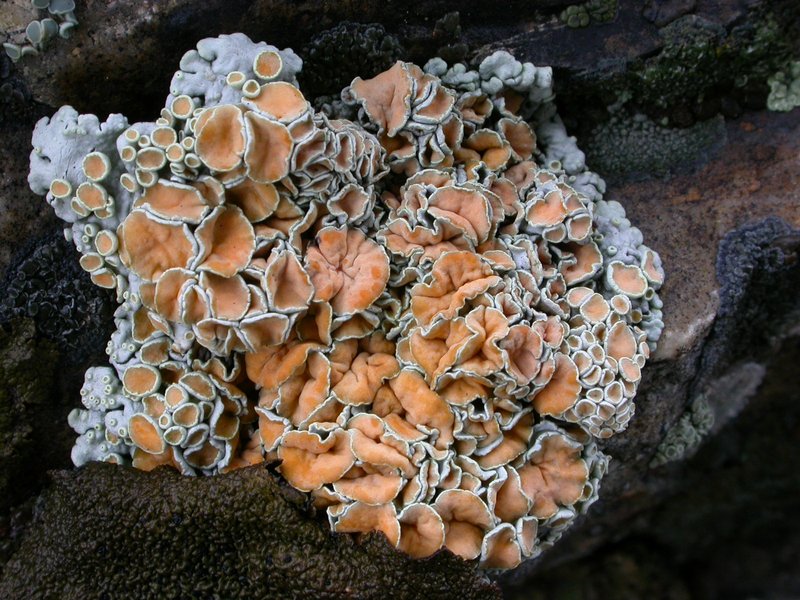 Golden Rimmed Navel Lichen