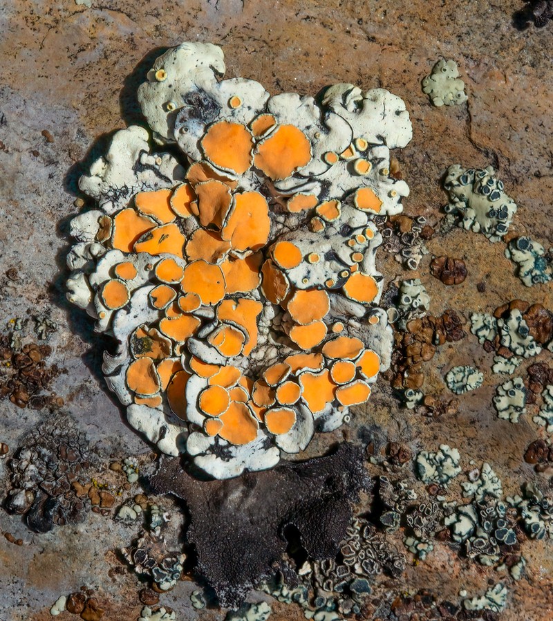 Golden Rimmed Navel Lichen photo 2
