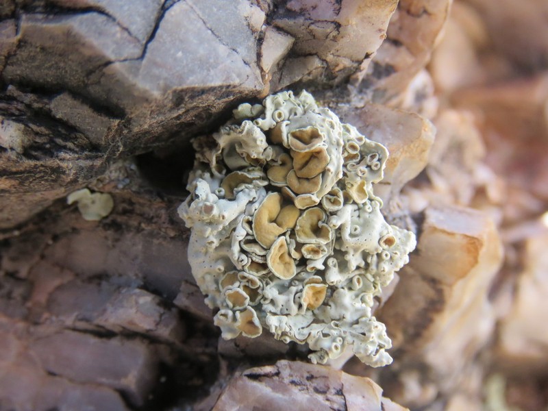 Golden Rimmed Navel Lichen photo 3