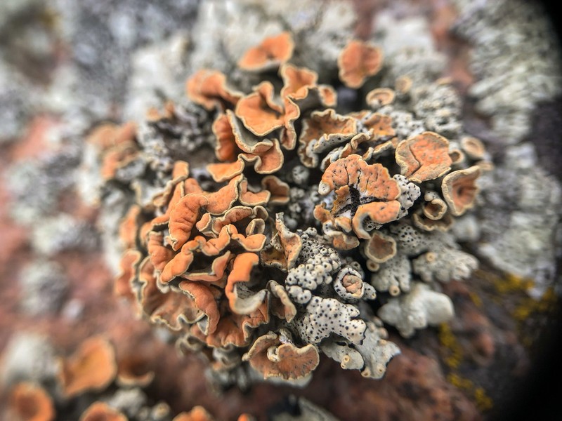 Golden Rimmed Navel Lichen photo 4
