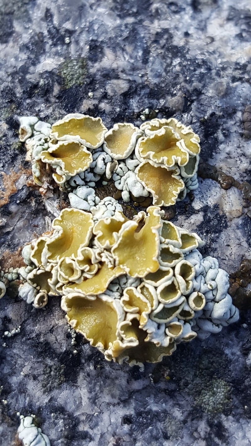 Golden Rimmed Navel Lichen photo 5