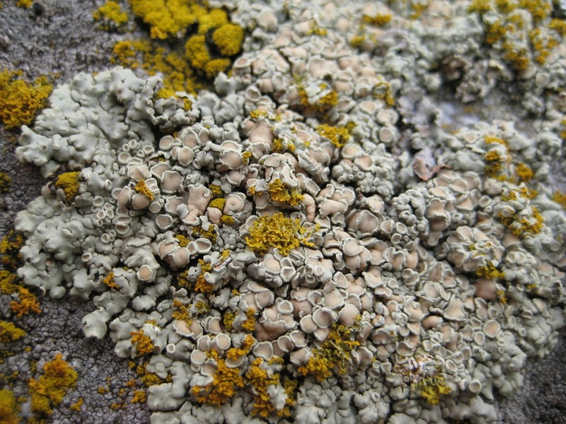 Golden Rimmed Navel Lichen photo 6