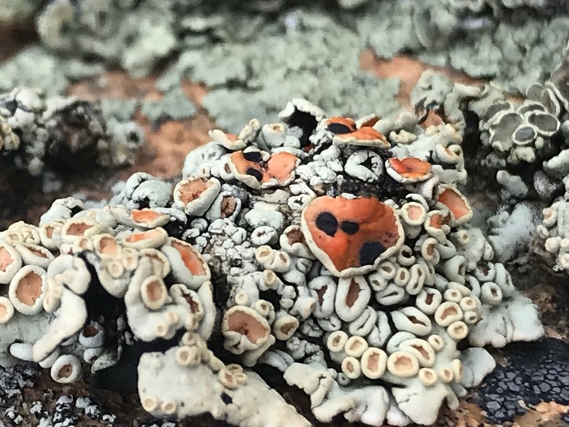 Golden Rimmed Navel Lichen photo 7