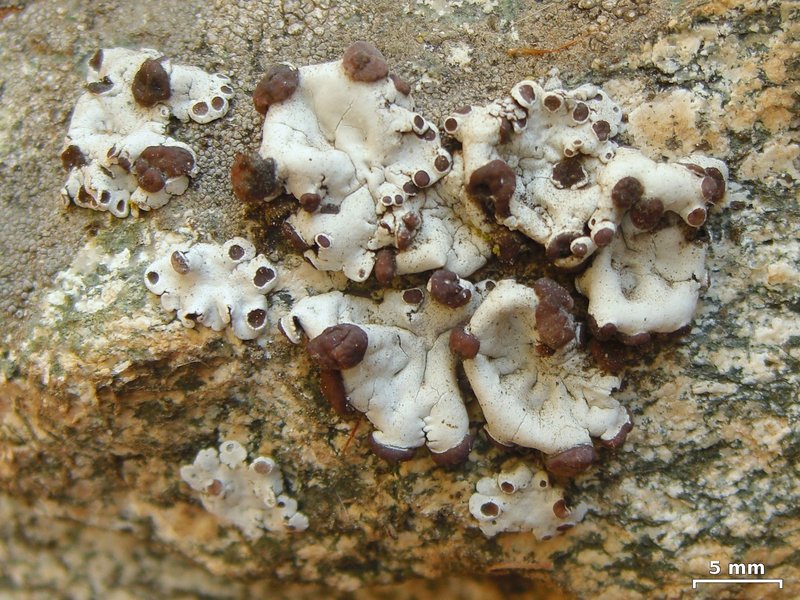 Rimmed Navel Lichen