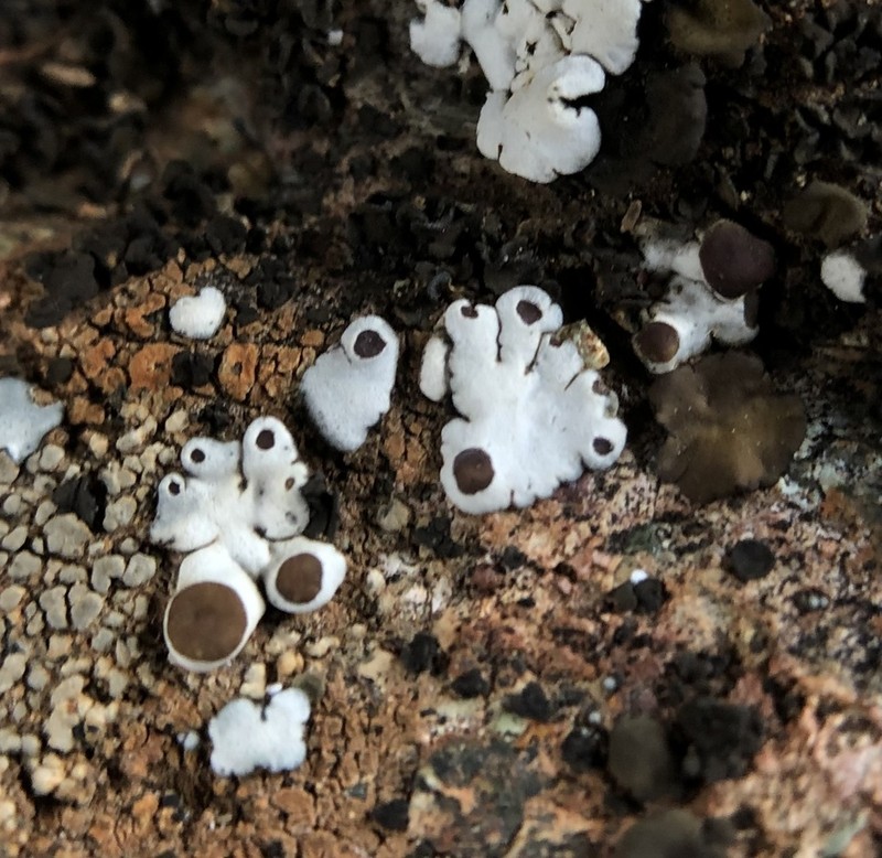 Rimmed Navel Lichen