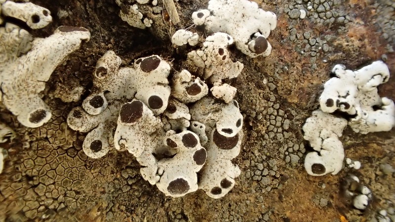 Rimmed Navel Lichen photo 2