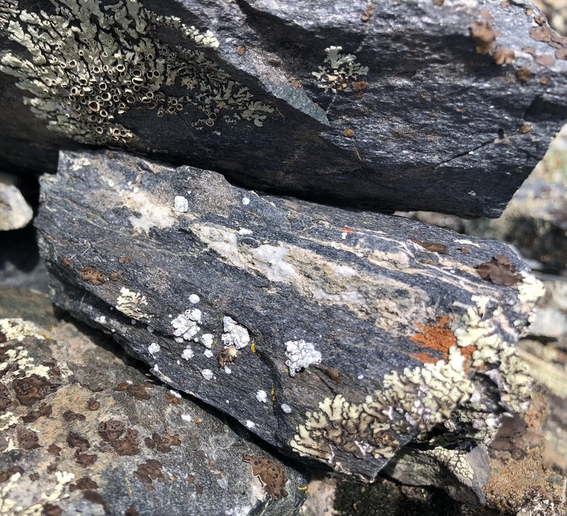 Rimmed Navel Lichen photo 3